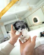 HENRI - MALE (PURCHASED by TAMARA) - Image 2