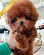 SOPHIA - FEMALE (PURCHASED by BILL) - Image 3