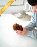 VELVET - FEMALE (PURCHASED by KALEY) - Image 6