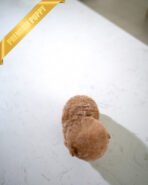 BISCUIT - MALE (PURCHASED by DUNG) - Image 6