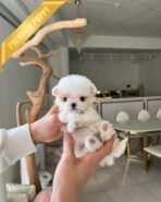 GELTA - FEMALE (PURCHASED by JANG) - Image 2