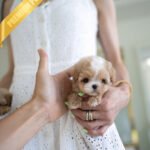 MELINA - FEMALE (PURCHASED by ANT)