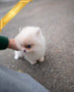 NELLIE- FEMALE (PURCHASED by PARK) - Image 4