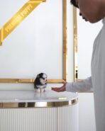 ROXY - FEMALE (PURCHASED by ANOOSHA) - Image 3