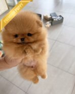 BUTTERS - MALE (PURCHASED by ANONYMOUS) - Image 5