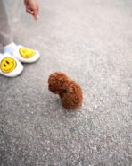 JENNIE - FEMALE (PURCHASED by TESSA) - Image 6