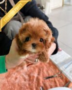 JESSICA - FEMALE (PURCHASED by SHIN) - Image 2