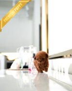 TIPPY - FEMALE (PURCHASED by VIKTOR) - Image 3