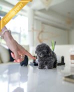 COCO - FEMALE (PURCHASED by ALEX) - Image 2