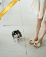 LEO - MALE (PURCHASED by ROBERTO) - Image 5