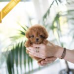 HENRI - MALE (PURCHASED by RONETTA)