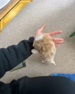 BOGART - MALE  (PURCHASED by CESAR) - Image 4