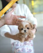 EWAN - MALE (PURCHASED by JEET)