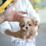 EWAN - MALE (PURCHASED by JEET)