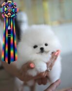 ASPEN - MALE (PURCHASED by LOUBABA) - Image 4