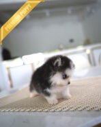 MILO - MALE (PURCHASED by CARLOS) - Image 5