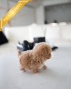 OWEN - MALE (PURCHASED by GERADO) - Image 4