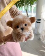 EWAN - MALE - Image 2