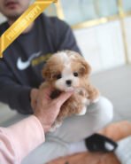 AUSTIN - MALE (PURCHASED by HIEP) - Image 2