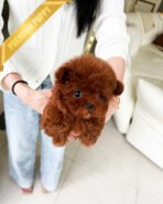 CINNAMON - FEMALE(PURCHAED by LINZ) - Image 3