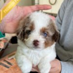 AURORA - FEMALE (PURCHASED by BONNIE)