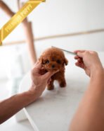 JACK - MALE (PURCHASED by TELLI) - Image 4