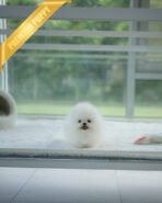 COCO - FEMALE (PURCHASED by MARTIN) - Image 6