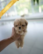 CAMILLE & OWEN - FEMALE & MALE (PURCHASED by ELVIRA) - Image 4