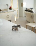 MOLLY - FEMALE (PURCHASED by NOUF) - Image 4