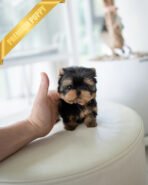 EMMA - FEMALE(PURCHASED by VINCENT)