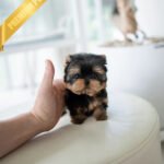 EMMA - FEMALE(PURCHASED by VINCENT)