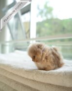 NUTELLA - MALE (PURCHADED by HANAN) - Image 3