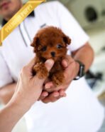 FELIX - MALE (PURCHASED by LINZ) - Image 3