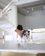 MARCO - MALE (PURCHASED by MICHAEL) - Image 4