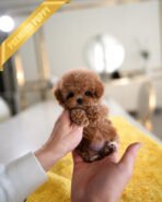 AMELIA - FEMALE - Image 4