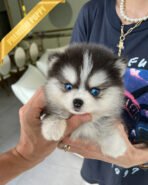 OSCAR - MALE (PURCHASED by DILA)