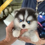 OSCAR - MALE (PURCHASED by DILA)