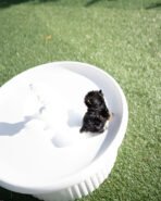 PHINEAS RAE - FEMALE (PURCHASED by AUBBRHEA) - Image 4