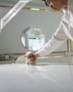 PUFFY - FEMALE (PURCHASED by DIANA) - Image 5