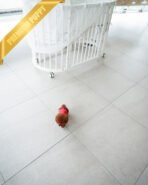 MONTY - MALE (PURCHASED by NICK) - Image 5