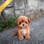 JESSICA - FEMALE (PURCHASED by LOURDES)