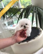 DUSTIN - MALE (PURCHASED by ROBERTO) - Image 3