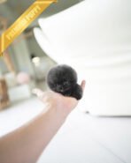 INDIGO  - MALE (PURCHASED by JENNY) - Image 5