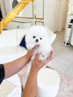 SOM - MALE (PURCHASED by STEPHEN) - Image 2