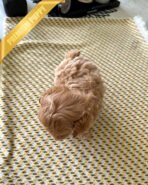 LALA - FEMALE (PURCHASED by DEVIS) - Image 4