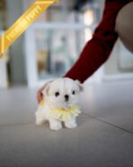 ANDRE - MALE (PURCHASED by GERARD)