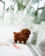 STELLA - FEMALE (PURCHASED by JESSICA)