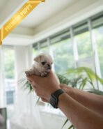 WRINKLES - FEMALE (PURCHASED by CHEN) - Image 5