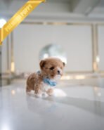 THEO - MALE (PURCHASED by TESSA) - Image 6