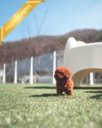 VELVET - FEMALE (PURCHASED by PRINCESS) - Image 8